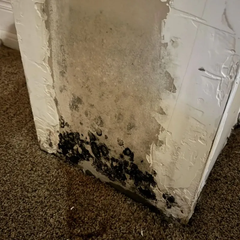 Professional Mold Removal in Beaufort County, SC